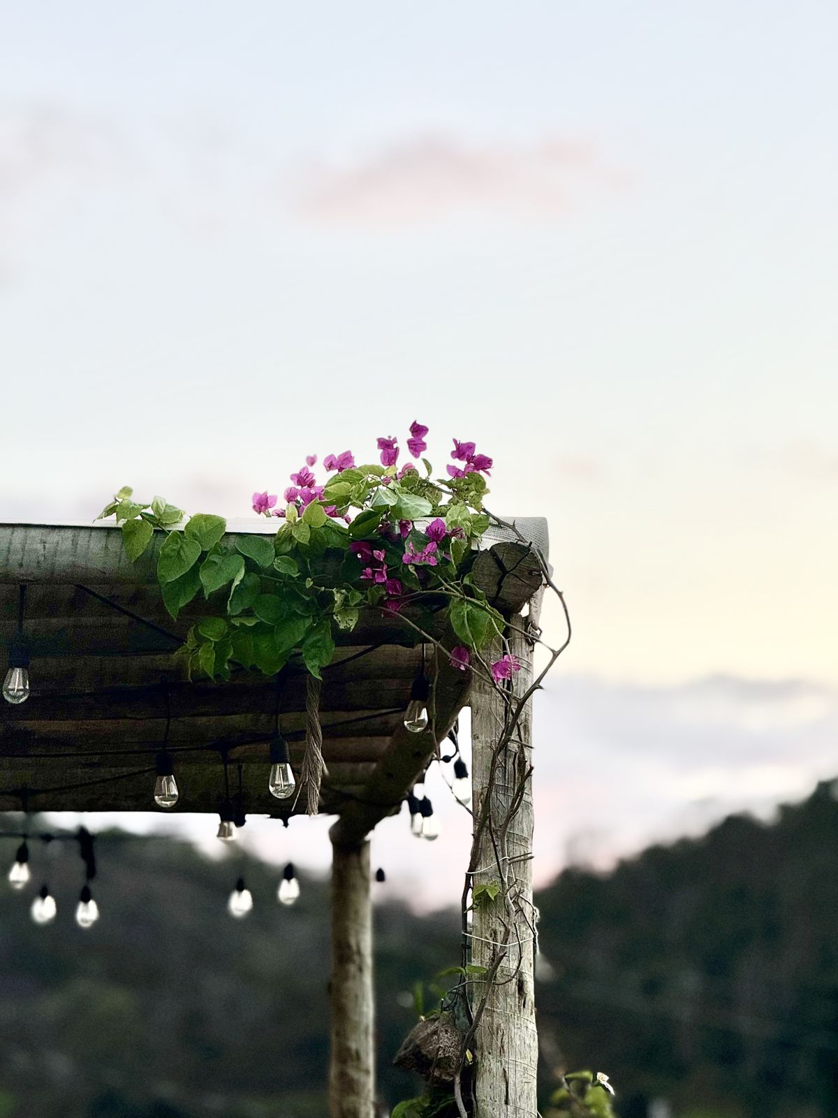 Pérgola com primavera florida